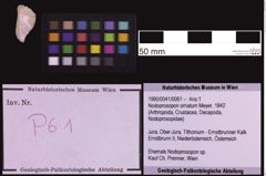 Foto (Objekt + Etiketten) von Nodoprosopon ornatum (Meyer, 1842) (NHMW-GEO-1990-0041-0061)